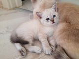 British Blue Point Scotish Fold