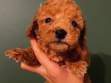 Toy Poodle Güzelleri̇