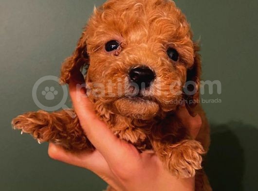 Toy Poodle Güzelleri̇
