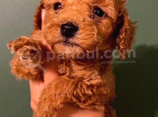 Toy Poodle Güzelleri̇ görsel