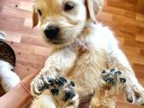 Golden Retriever Baby Face Yavrular