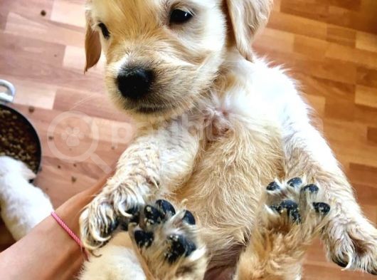 Golden Retriever Baby Face Yavrular görsel