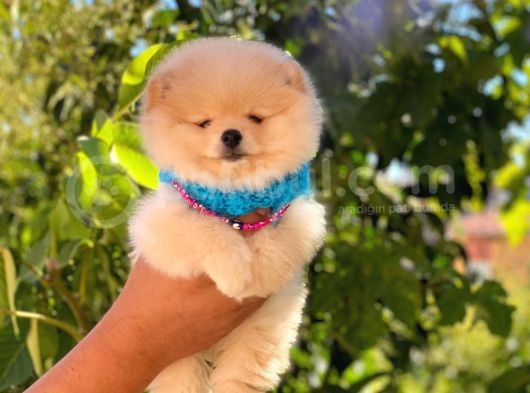 Pomeranian Boo Teddy Face Erkek Yavrumuz görsel