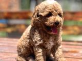 Bebek Surat Toy Poodle Yavrular