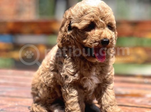 Bebek Surat Toy Poodle Yavrular görsel