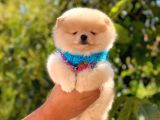 Pomeranian Boo Teddy Face Erkek Yavrumuz