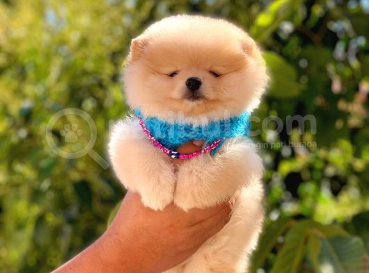 Pomeranian Boo Teddy Face Erkek Yavrumuz