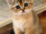 Golden British Shorthair & Scottish Fold Yavrularımız
