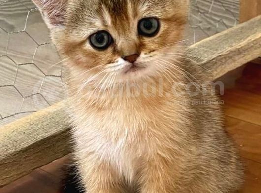 Golden British Shorthair & Scottish Fold Yavrularımız görsel