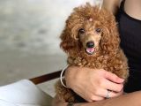 Scr’li̇ Di̇şi̇ Toy Poodle