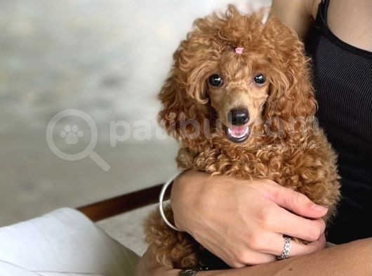 Scr’li̇ Di̇şi̇ Toy Poodle görsel