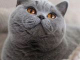 Özel Irk Lilac Rengi Aslan Pati