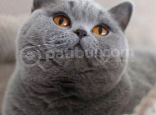 Özel Irk Lilac Rengi Aslan Pati