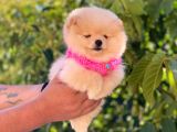 Pomeranian Boo Teddy Face Dişi Yavrumuz