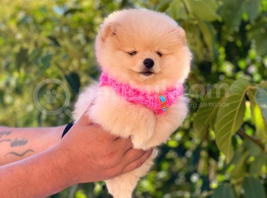 Pomeranian Boo Teddy Face Dişi Yavrumuz