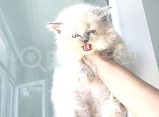 Blue Poınt Longhaır Dişi görsel