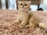 British Shorthair Safkan Dişi