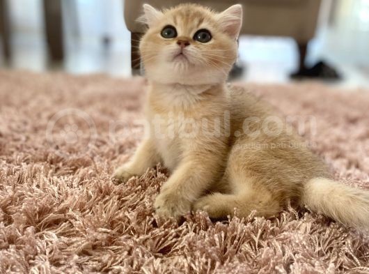 British Shorthair Safkan Dişi görsel