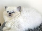 Blue Poınt Longhaır Dişi