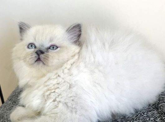 Blue Poınt Longhaır Dişi görsel