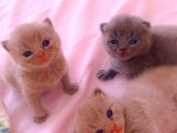 Özel Irk Lilac Rengi Aslan Pati