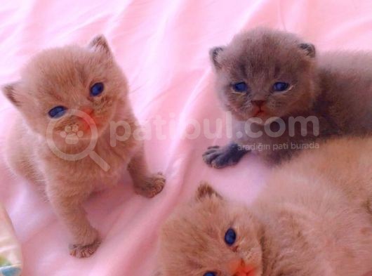 Özel Irk Lilac Rengi Aslan Pati görsel