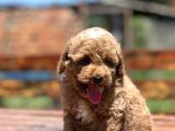 Bebek Surat Toy Poodle Yavrular