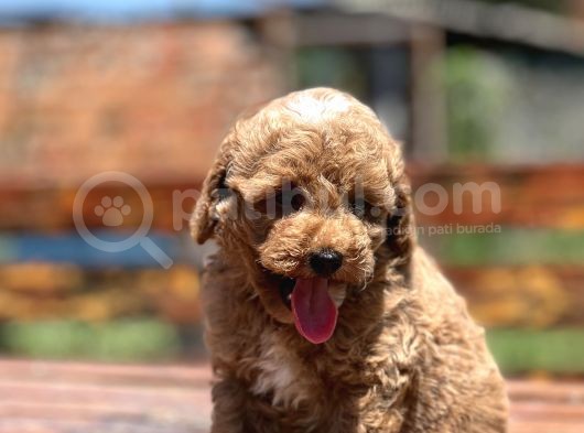 Bebek Surat Toy Poodle Yavrular görsel