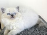 Blue Poınt Longhaır Dişi