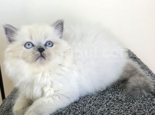 Blue Poınt Longhaır Dişi görsel