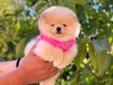 Pomeranian Boo Teddy Face Dişi Yavrumuz