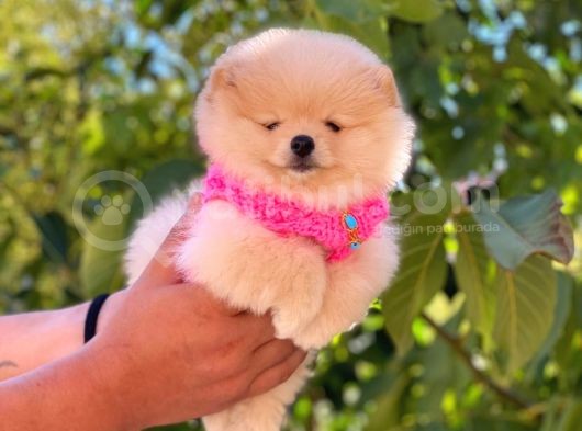 Pomeranian Boo Teddy Face Dişi Yavrumuz görsel