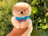 Pomeranian Boo Teddy Face Erkek Yavrumuz