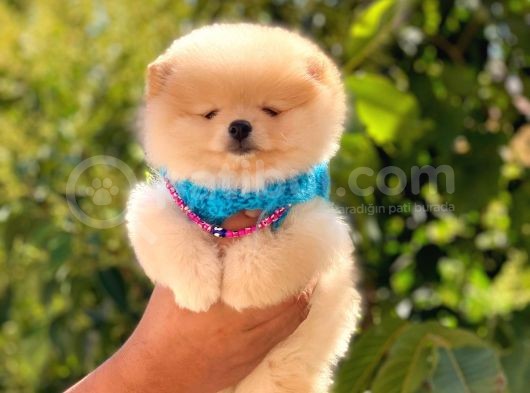 Pomeranian Boo Teddy Face Erkek Yavrumuz görsel