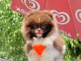 Safkan Teddy Face Pomeranian Yavruları