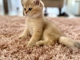 British Shorthair Safkan Dişi