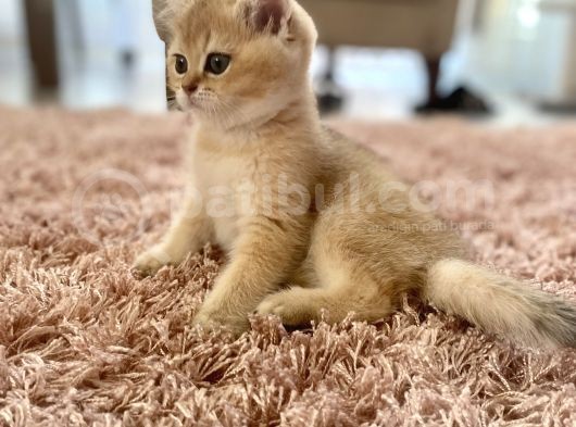 British Shorthair Safkan Dişi