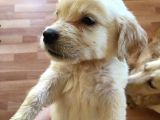 Golden Retriever Baby Face Yavrular