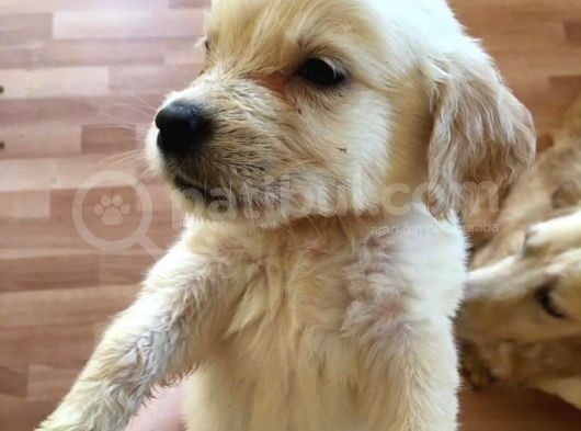 Golden Retriever Baby Face Yavrular görsel