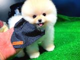 Hari̇ka Güzelli̇kteki̇ Kizimiz Bella