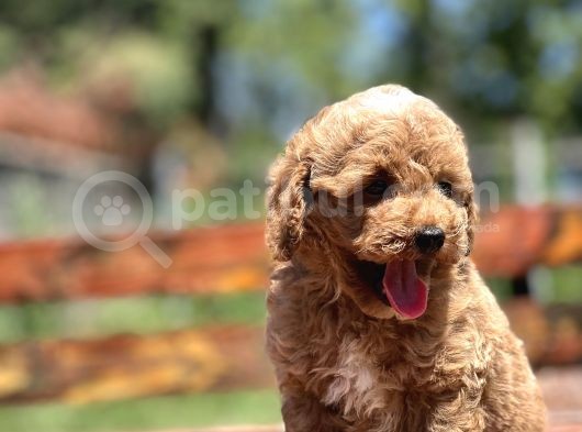 Bebek Surat Toy Poodle Yavrular görsel