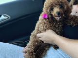 Scr’li̇ Di̇şi̇ Toy Poodle