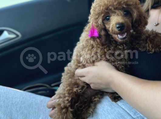 Scr’li̇ Di̇şi̇ Toy Poodle