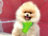 Safkan Teddy Face Pomeranian Yavruları