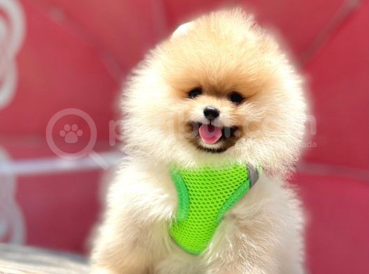 Safkan Teddy Face Pomeranian Yavruları