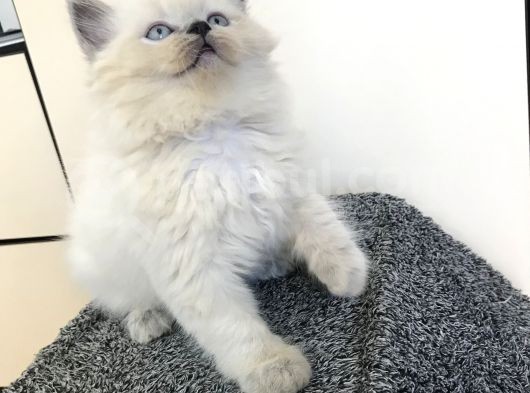 Blue Poınt Longhaır Dişi görsel