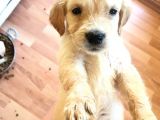 Golden Retriever Baby Face Yavrular