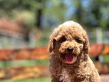 Bebek Surat Toy Poodle Yavrular