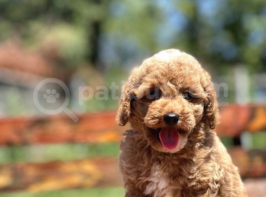 Bebek Surat Toy Poodle Yavrular