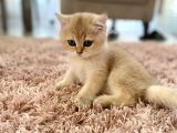 British Shorthair Safkan Dişi